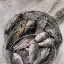 밤밭실내낚시터 이미지