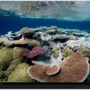 신비한 산호초 이미지