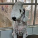 달이네 애견미용실 이미지