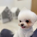 아리카 펫 살롱 분당점 이미지