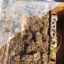 완주양봉원 이미지