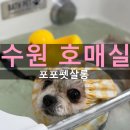 수원 강아지 미용 잘하는 곳 겁쟁이 테리의 안심존 포포펫살롱 내돈내산 후기