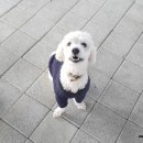 세종애견훈련소