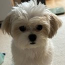 버블멍 | 김포애견미용 버블멍 너무 예쁘게 미용한 후기