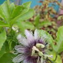 푸른솔농장4 이미지