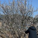 교가1리마을회관 | 교가오리길에서 우리의 발길을 잡은 올해 첫 매화를 보다