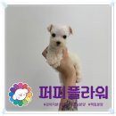 하남펫택시 | 건대입구강아지분양 슈나우저 행복한 분양 후기
