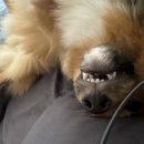 꽃댕댕싸롱 이미지