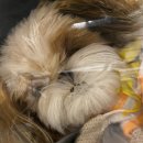 펫 목욕하는날 이미지