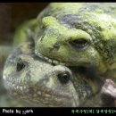 맹꽁이 이미지