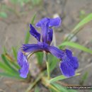 한잎클로버 이미지