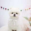 그루멍 네이버블로그