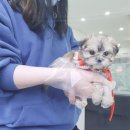 더독스 네이버블로그