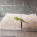 디귿(digeut) 이미지