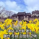 추사고택 관사앞 | 주말에 여기 안 가면 손해? 입장료 0원으로 누리는 수선화 명소 예산 추사 김정희 고택