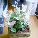 새로나화원 이미지