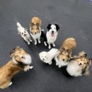 엔젤짐 반려견 아카데미 이미지