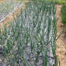 승모농장 이미지