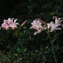 들꽃 이야기(38) - 그리움 품고 피어난 꽃, 상사화 이야기(au-88) 이미지