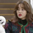 강아지가정부 이미지