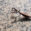 선바위(분재전시관) 이미지