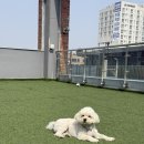 샘마을길 4-1 | 화성 봉담 실내 소형견 루프탑 헤이브로 애견카페❤️