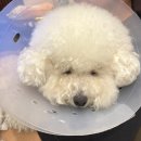 베를린 동물치과센터 이미지