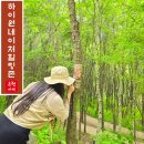 하이원리조트 강추 프로그램 네이처힐링존 숲체험 자작나무 족욕