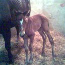 비봉목장 이미지