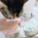 (주)브이아이소프트 | 까다로운 고양이도 싹싹 수의사 레시피 레시피브이 고양이영양제 솔직 후기