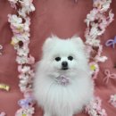 멍케어존 이미지