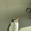 피자 아이 씨 수유점 | 12월 둘째 주 일기 도나야 안녕?