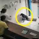 영국동물병원 이미지