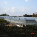 채종국 농장 이미지