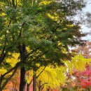 서울종묘 | 서울 4대 궁 무료개방 종묘·창덕궁·창경궁 단풍 실시간 후기