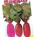 샐러립 이미지