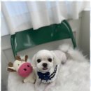 집에서도 간단히 반려견 미용 이미지