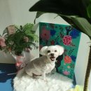 디자인펫샵 이미지