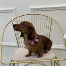 조아펫살롱 이미지