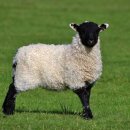 배울목장 이미지