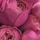 화원5일시장 | 실바핑크장미 웨딩촬영부케 후기 | 양재 꽃시장 오이 화원 내돈내산 (가격,퀵배송,유지력)