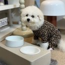 반려식탁 | 비숑 켁켁거림 해결 '라온펫' 맞춤제작 대리석 반려동물식기 추천