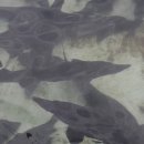 씨스포빌 콘도 이미지