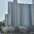 세경할인마트 | 가까운 춘천벚꽃어디_춘천벚꽃길 구경