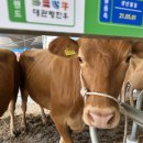 평창축산 이미지