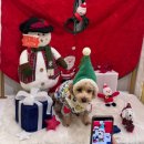 꽃길만걷개 | [사하구애견카페] 꽃길만걷개 솔직 방문 후기 |멍푸치노💙