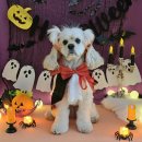 놀러왔댕 이미지