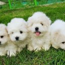 꼬똥켄넬 이미지