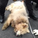 59DOG 네이버블로그