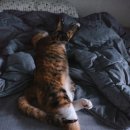 유성준동물병원 | 유성준 동물병원 7개월 여아 고양이 중성화 후기